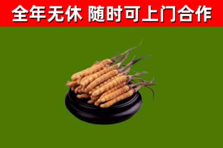 茄子河区回收散虫草