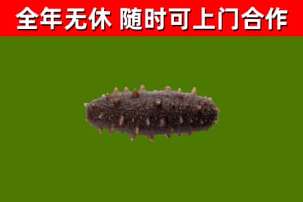 茄子河区回收海参干